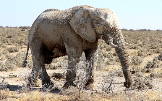 Endangered Wildlife in Africa​ & Where to See These Rare Animals