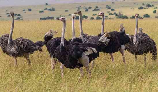 African Birds: Iconic Species of Southern Africa