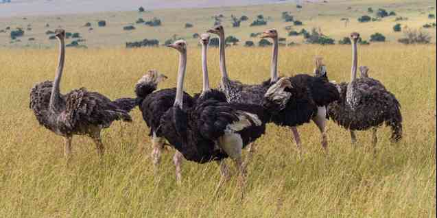 Ostrich Flock
