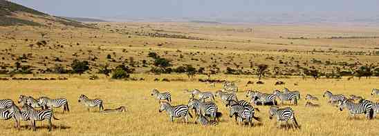 The Best African Tale of Collective Nouns for Animals