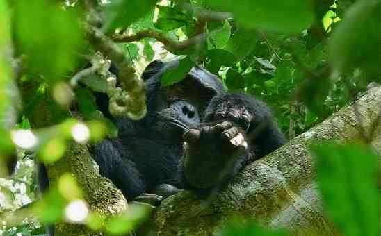 Yellow Fever: Facts you need to know for safe African Safaris