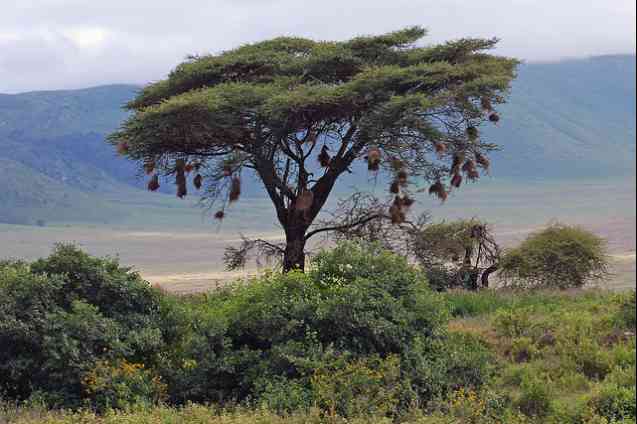 Buffalo Weaver Nests, Ngorongoro