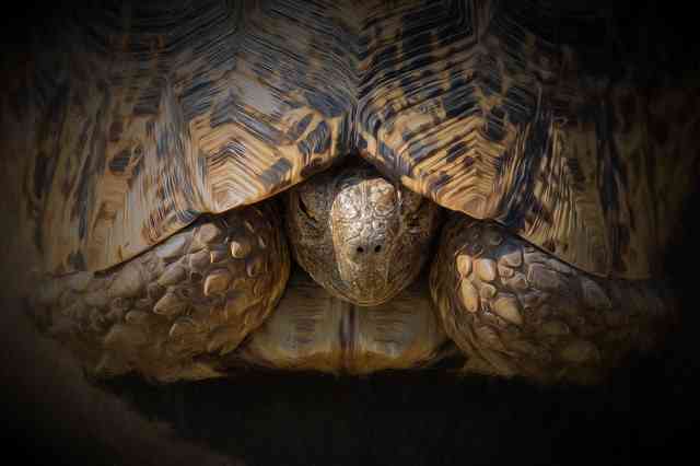 Leopard Tortoise, Hello!