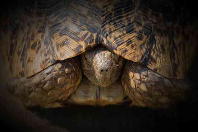 Leopard Tortoise, Hello!