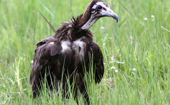 The Ugly Five Animals: Only a Mum Could Love