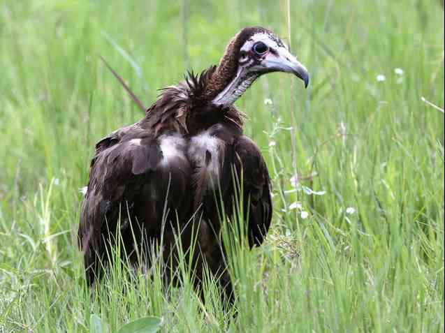 Hooded Vulture