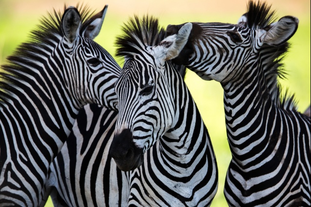 Zebra