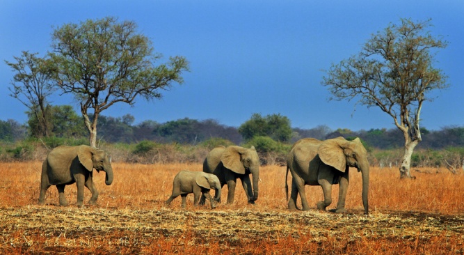 Elephants in Luangwa