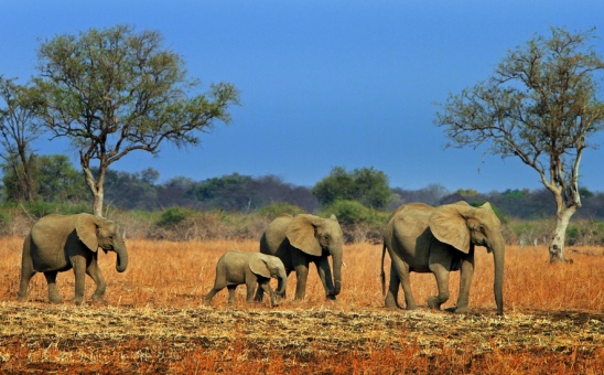 African Budget Safaris in Zambia - the secrets