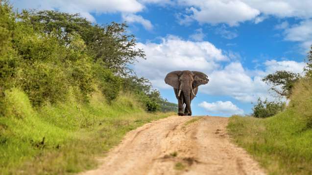 Elephant in Queen Elizabeth National Park