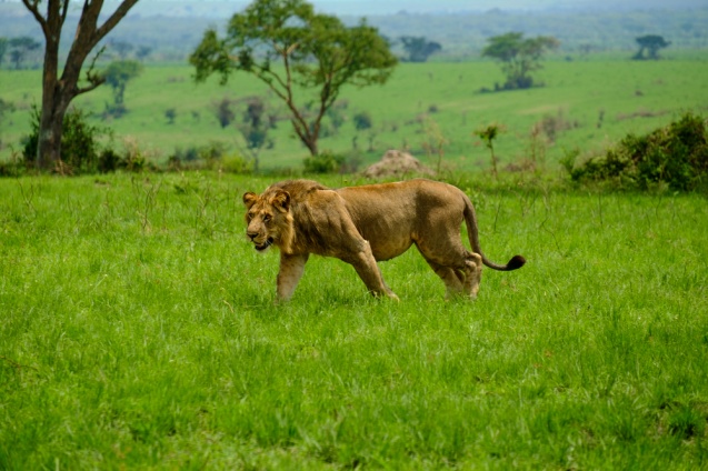 Lion in Queen Victoria National Park