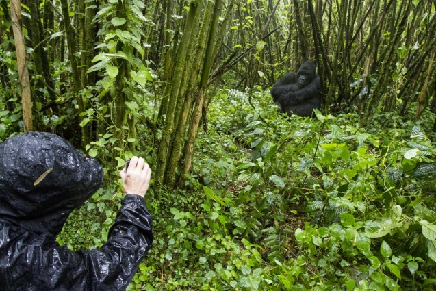 Filming the gorillas in Africa