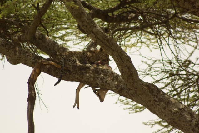 Leopard in tree with kill, Serengeti Park