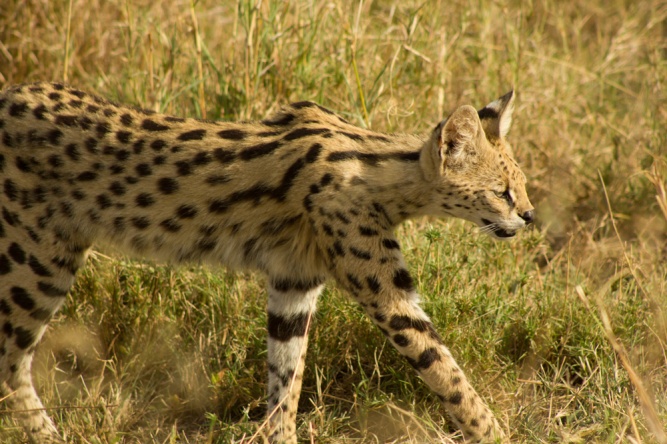 Serval cat in Serengeti Park