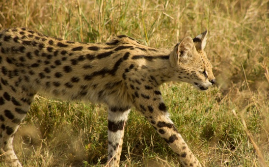 A Tanzania Safari and Zanzibar Beach Holiday - one of the best African trips!