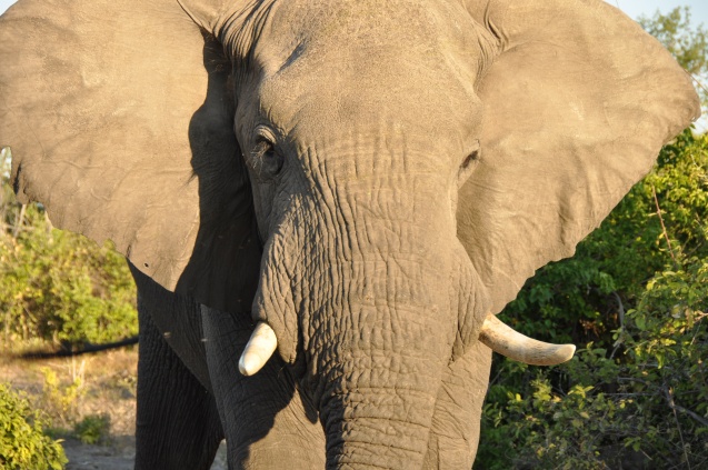 Linyanti elephant facing