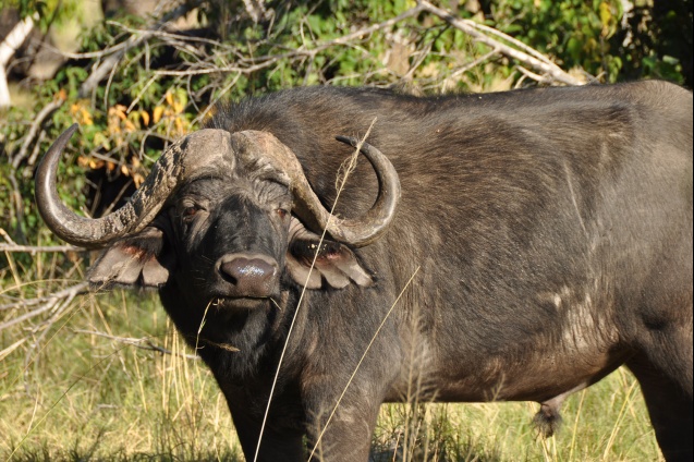 Moremi buffalo
