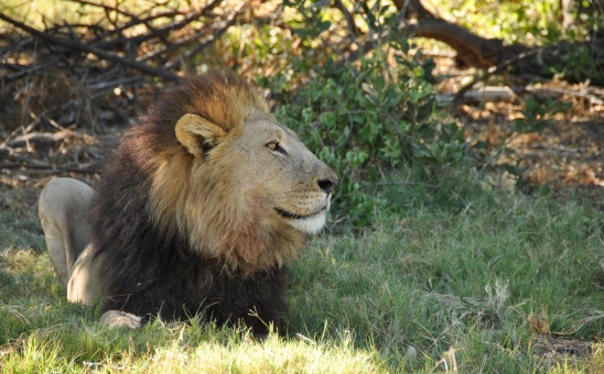Moremi lion profile