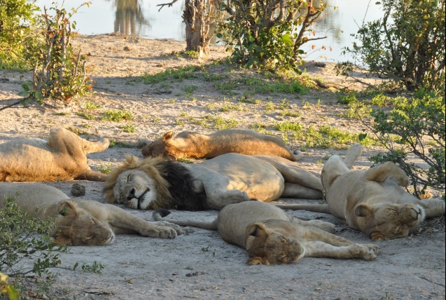 Savuti sleeping lions