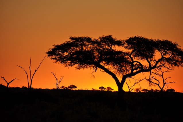 Savuti sunset