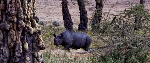 Black rhino Ngorongoro Crater, Tanzania