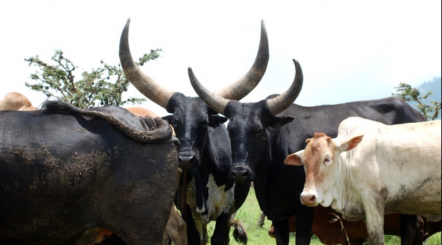 Cattle in Ngorongoro Conservation Area,Tanzania