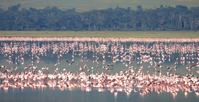 Flamingoes Ngorongoro Crater