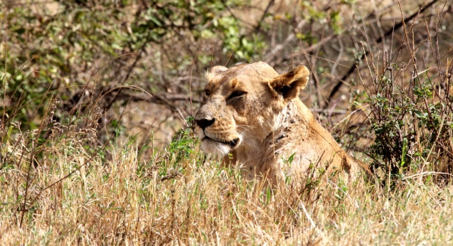 Lion in Tanzania, Ngorongoro Crater