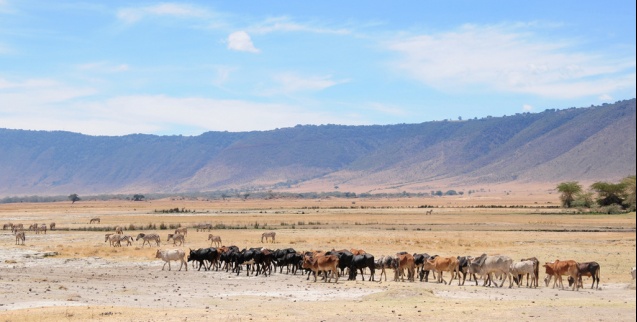 Masaai cattle Ngorongoro, Tanzania
