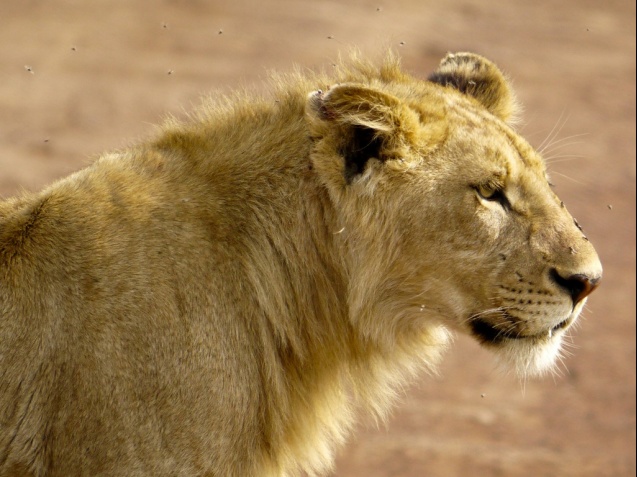 Ngorongoro Crater lioness
