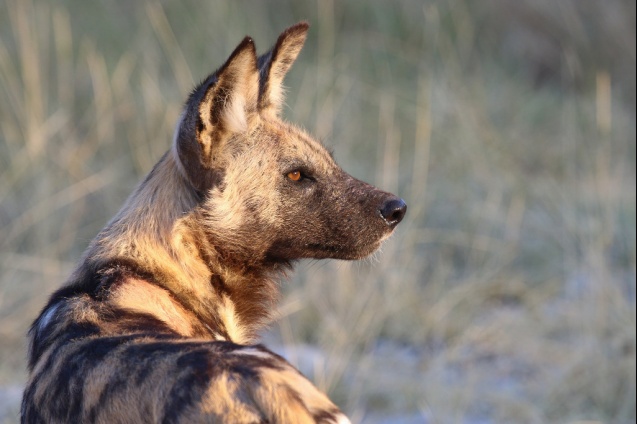 Senior Safaris - Moremi Wild Dog