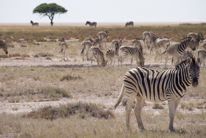 Namibia seniors trip etosha zebras