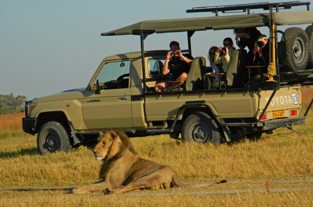 Seniors game drive lion