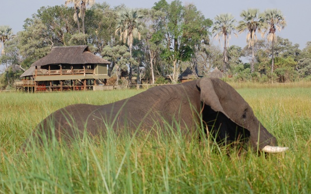 Seniors safari lodge elephant