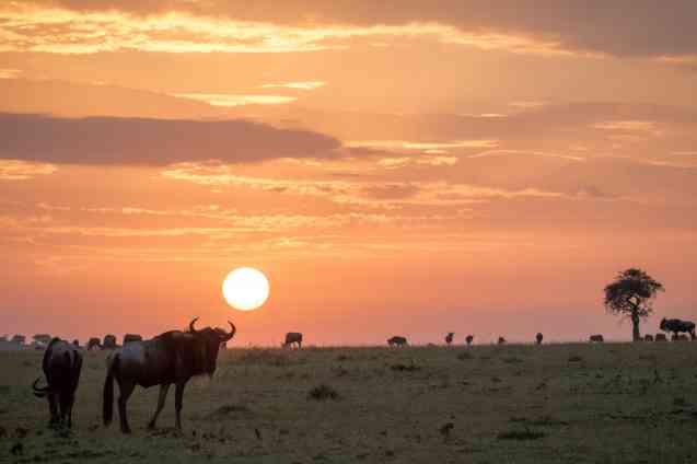 Maasai Mara in June