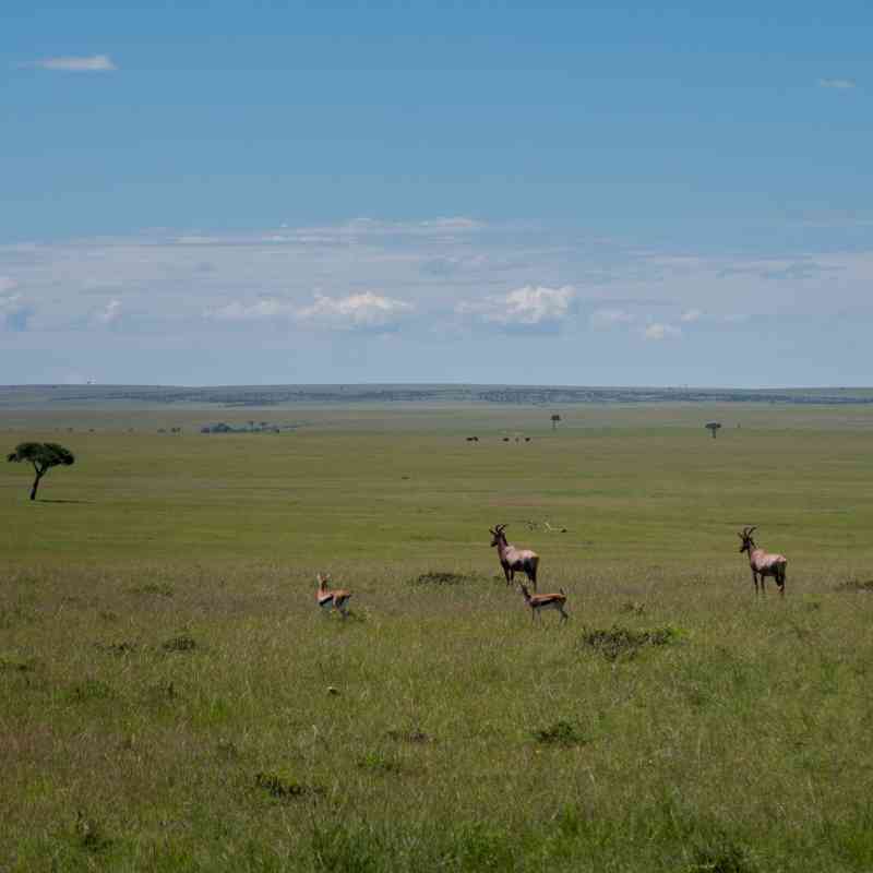 Masai Mara in December