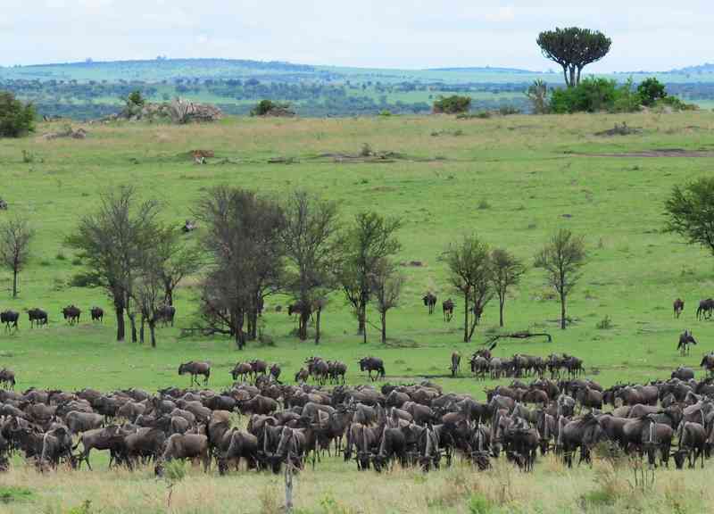 Serengeti migration in November