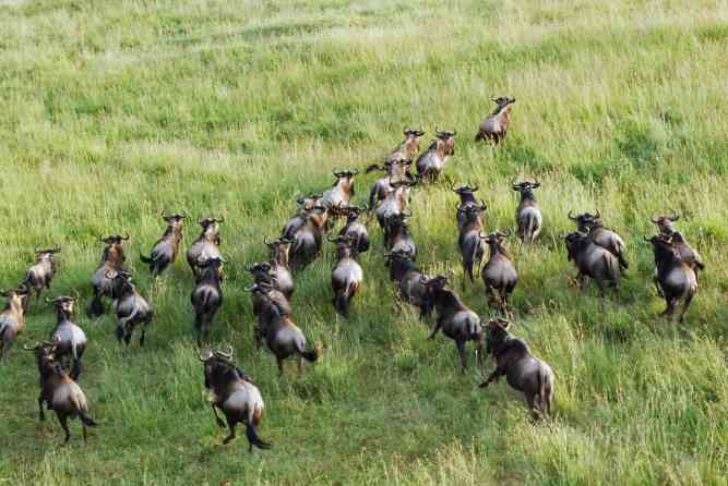Great Migration in Africa
