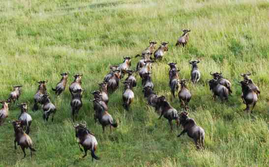 The perks of an East Africa safari in the low season