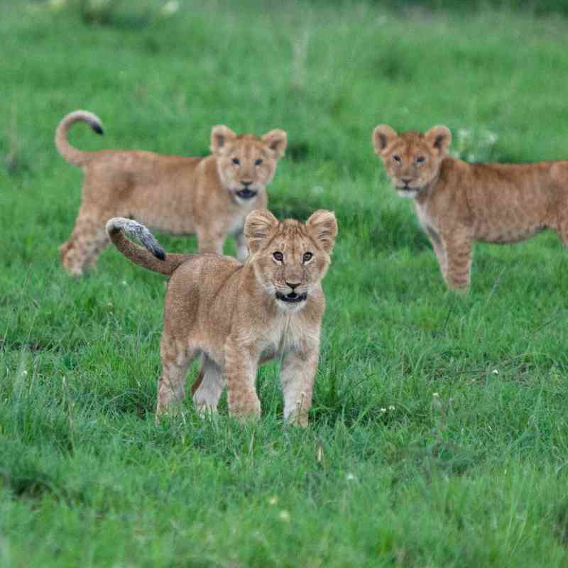 Masai Mara cubs in April