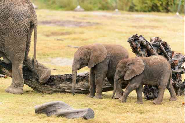 Baby Elephants, African safari