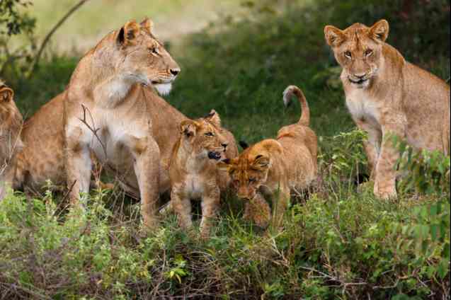 African safaris for families, lions