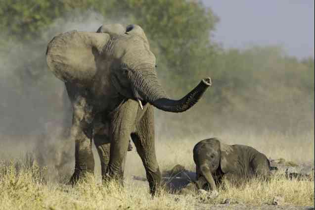 African safaris for families, elephants