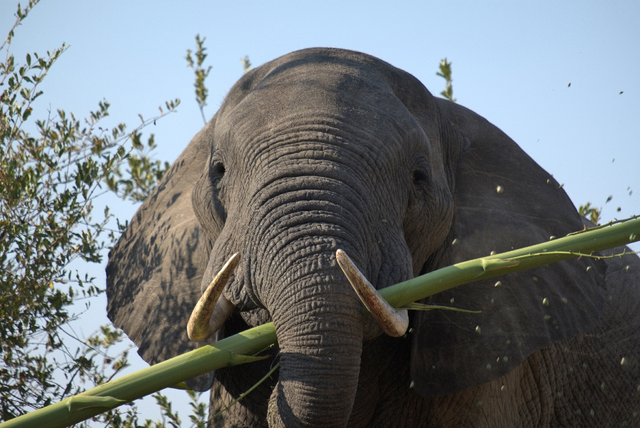 Family African Safaris With Kids Budget Kruger Family Trips African Budget Safaris