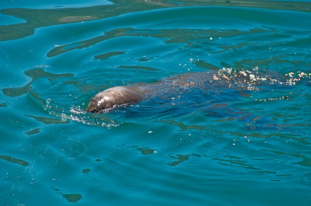 Seal in Hout Bay Harbour