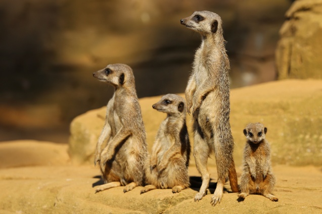 Meerkats - shy African animals