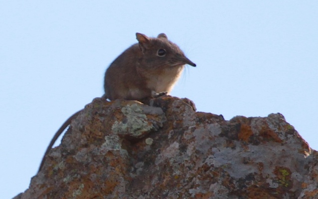 Elephant shrew - Small 5 animals