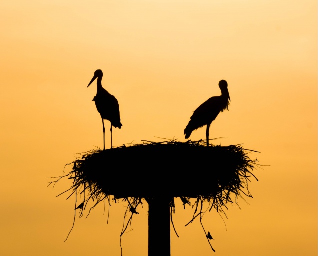 Stork parents - animals in Africa