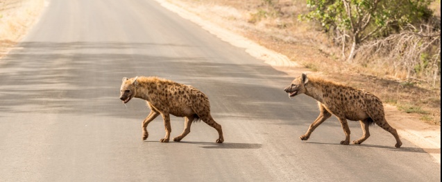 Hyena - ugly African animals