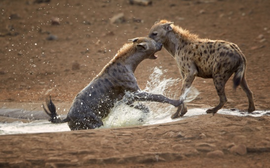 Stand back Big 5 animals: Bring on the Shy 5, the Ugly 5 and the Small 5 of Africa